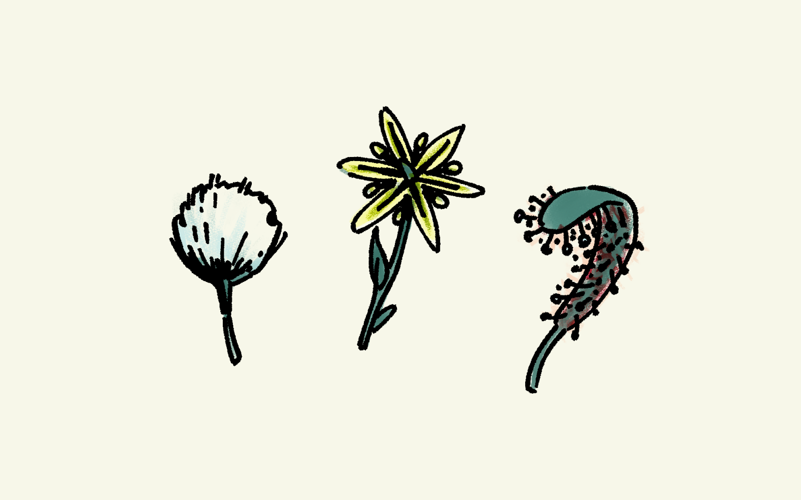 alltarach: plants from the bog